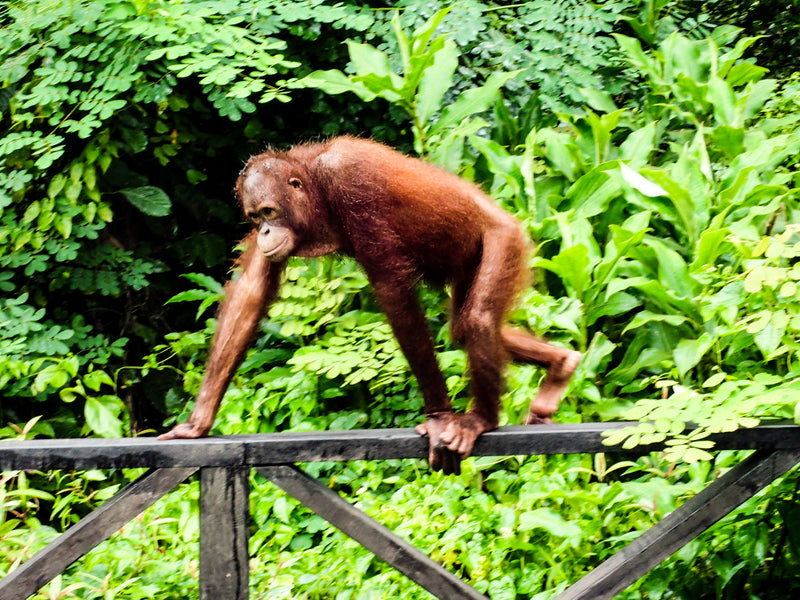 Losing the Orangutans of Borneo: A Tragic Reality